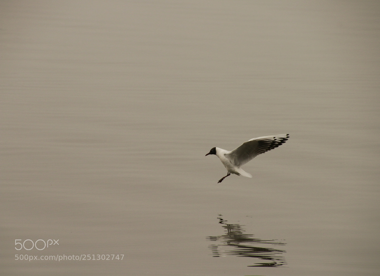 Canon EOS 70D sample photo. Prepare for landing... photography