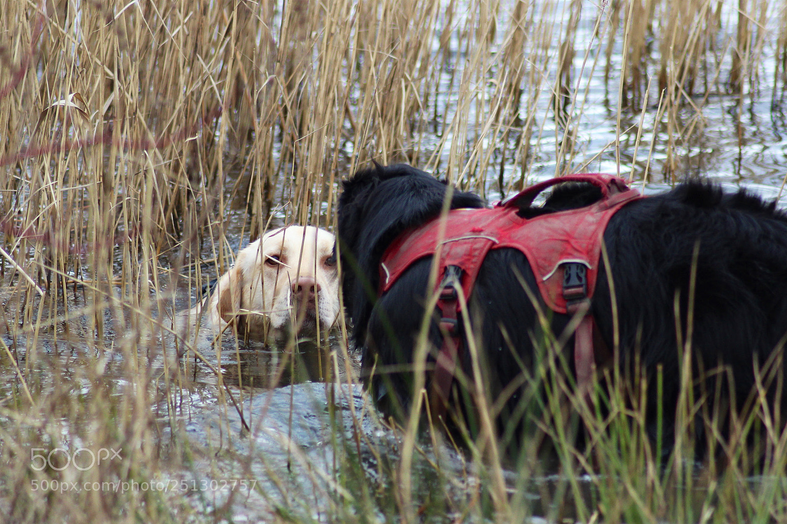 Canon EOS 600D (Rebel EOS T3i / EOS Kiss X5) sample photo. Dull afternoon dog walk photography