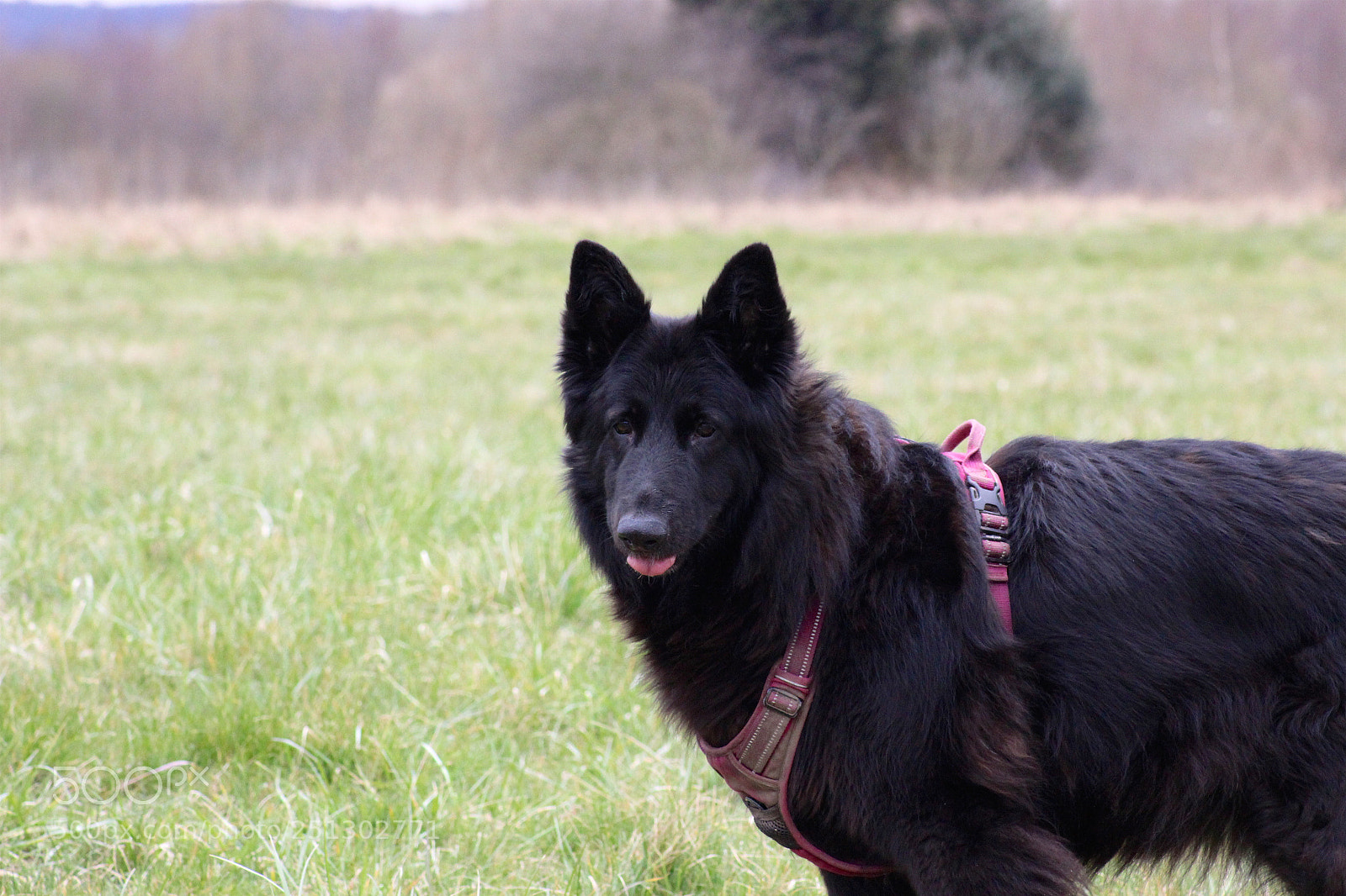 Canon EOS 600D (Rebel EOS T3i / EOS Kiss X5) sample photo. Dull afternoon dog walk photography