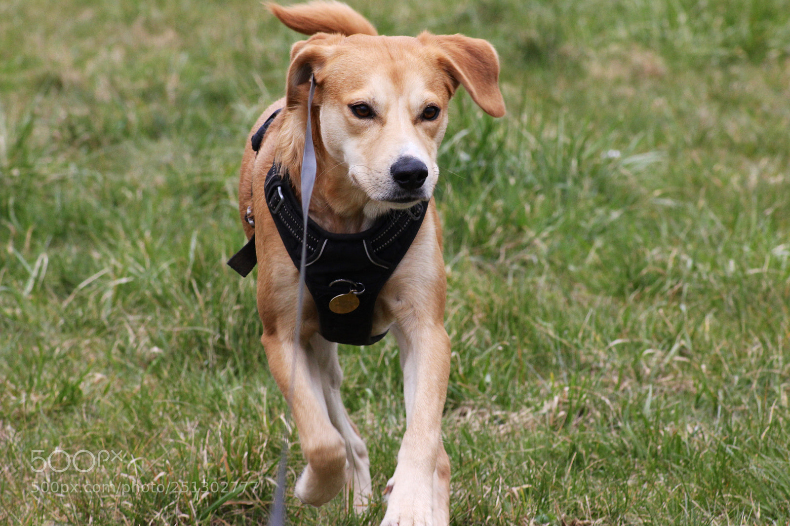 Canon EOS 600D (Rebel EOS T3i / EOS Kiss X5) sample photo. Dull afternoon dog walk photography