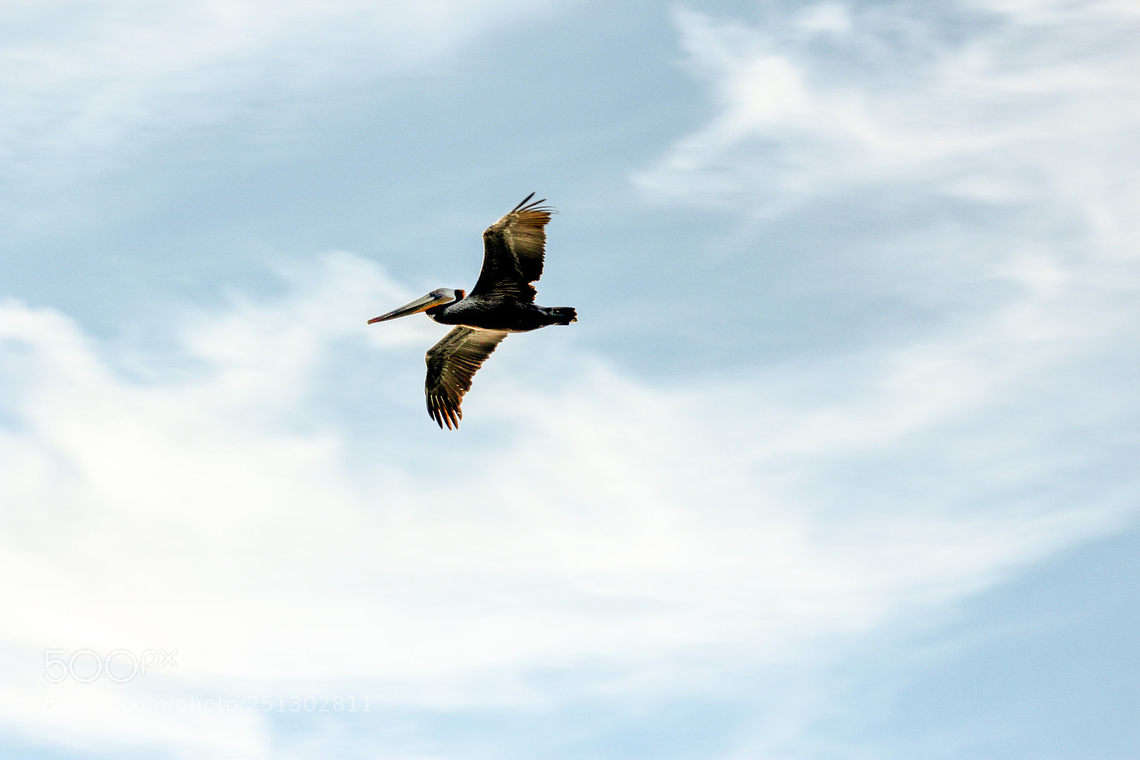 Canon EOS 600D (Rebel EOS T3i / EOS Kiss X5) sample photo. Pelican photography