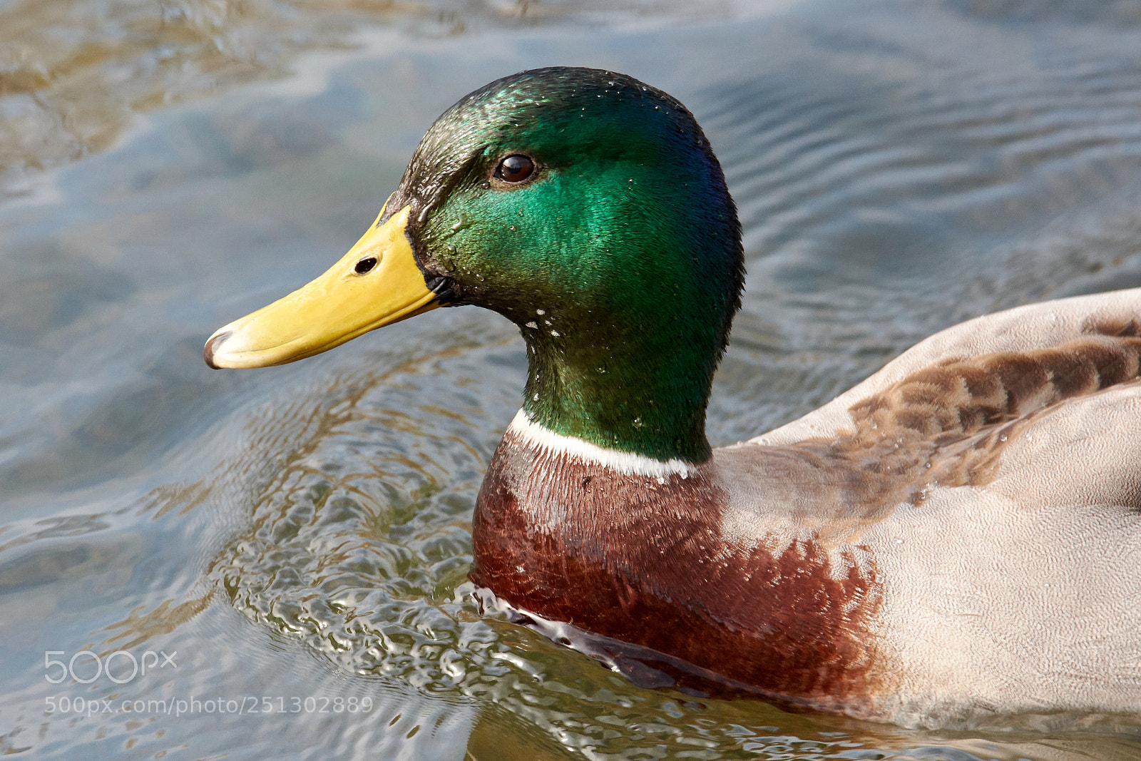 Nikon D7200 sample photo. Stockente photography