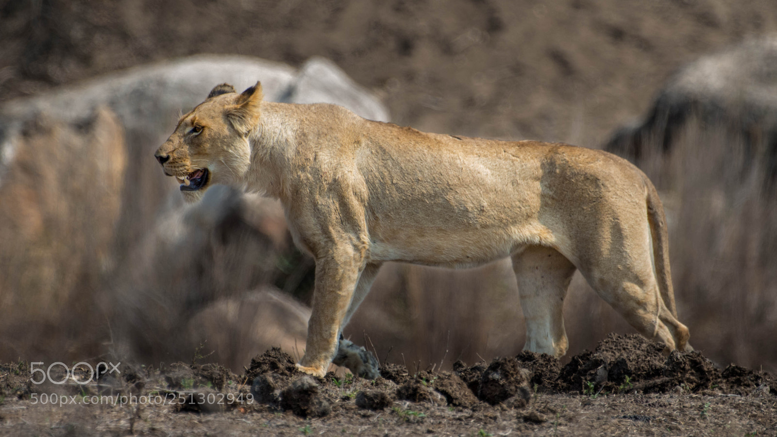 Pentax K-5 II sample photo. Lioness hunting photography