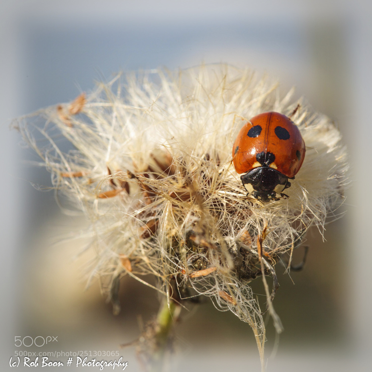 Canon EOS 5D Mark II sample photo. Ladybird 4 photography
