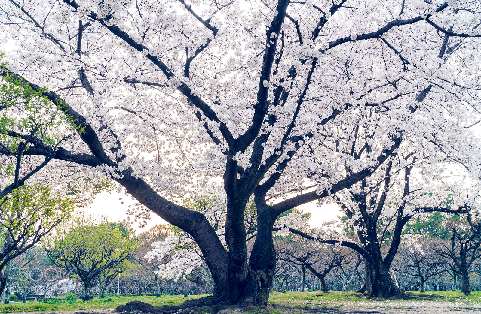 Sony a7R III sample photo. Cherry blossoms photography