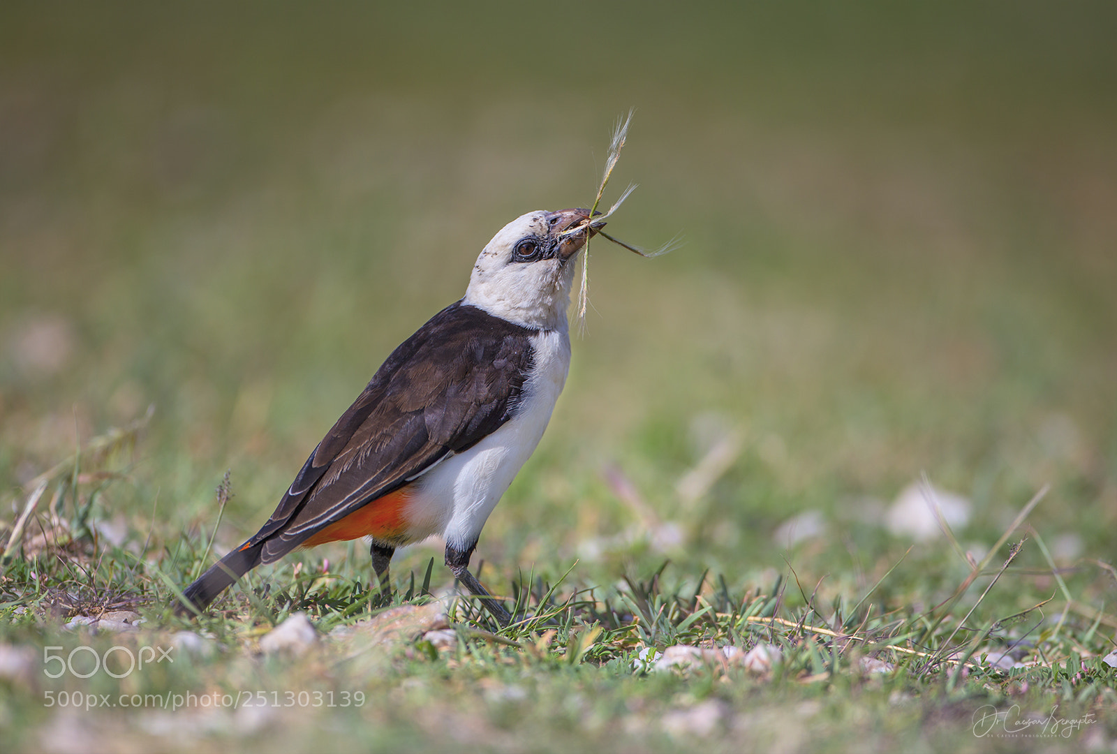 Canon EOS-1D X sample photo. White-headed buffalo weaver photography