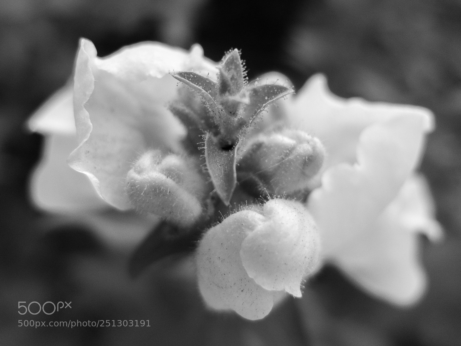 Fujifilm X20 sample photo. Flowers budding in spring photography