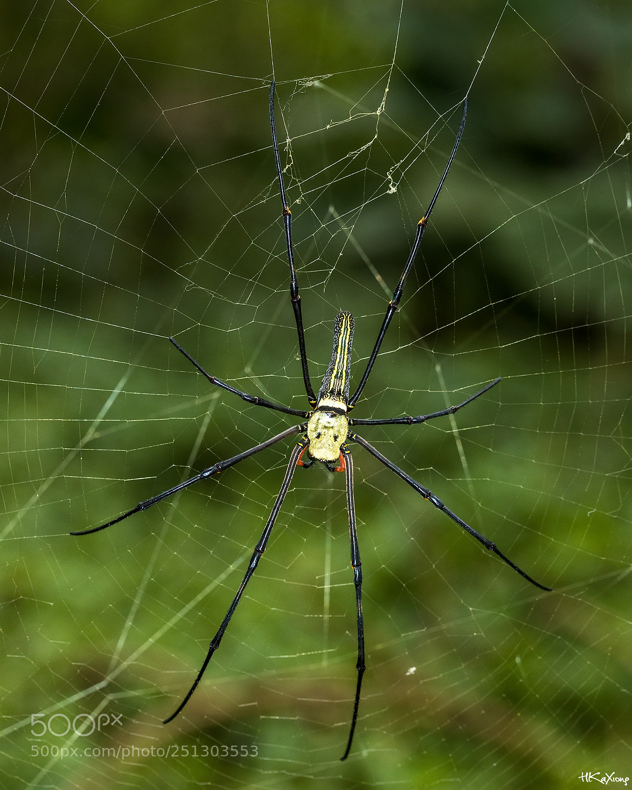 Canon EOS 7D Mark II sample photo. Spider photography