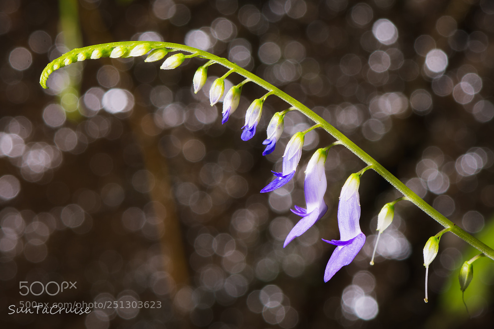 Nikon D7200 sample photo. Violet flower photography