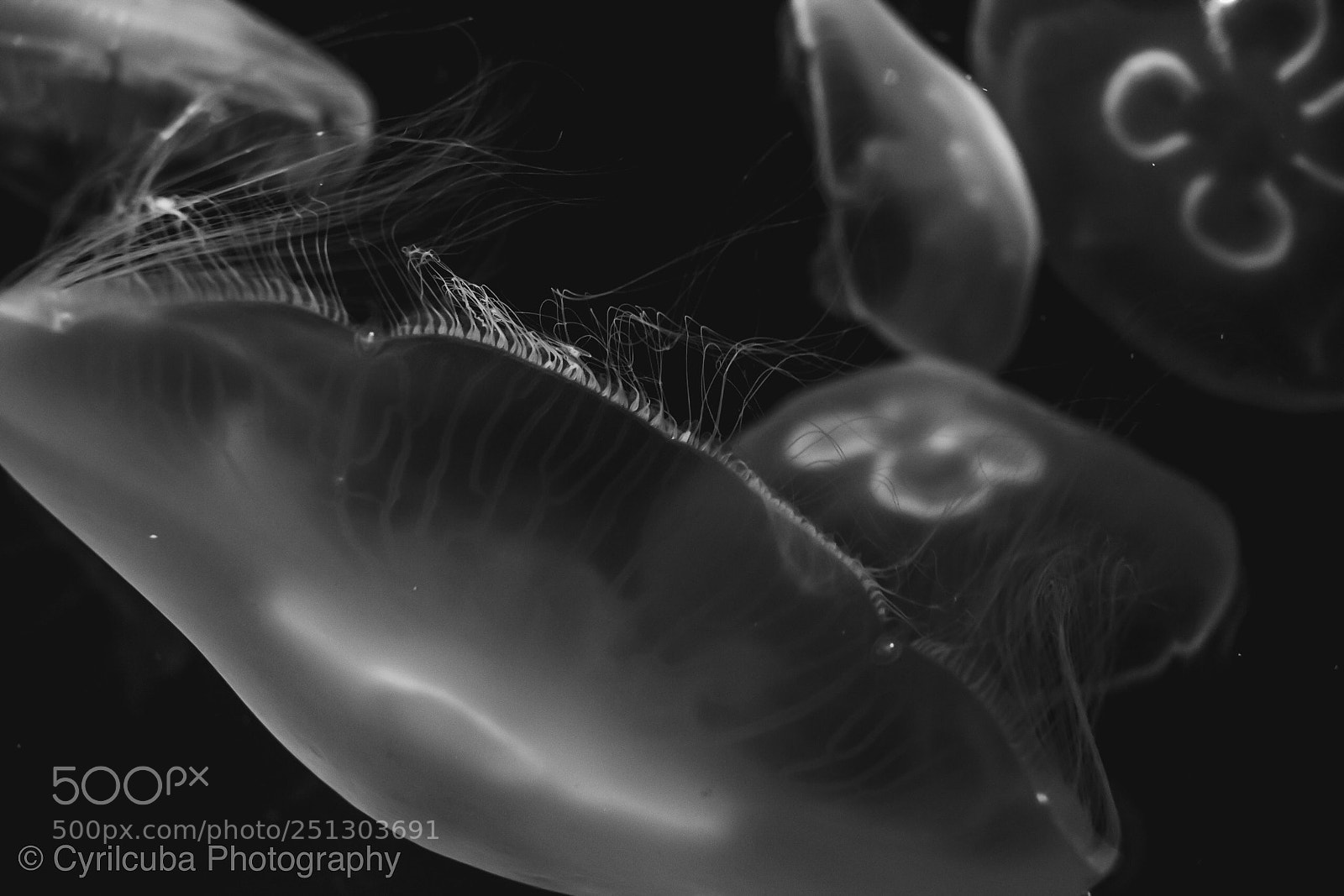Nikon D5500 sample photo. Jellyfish photography