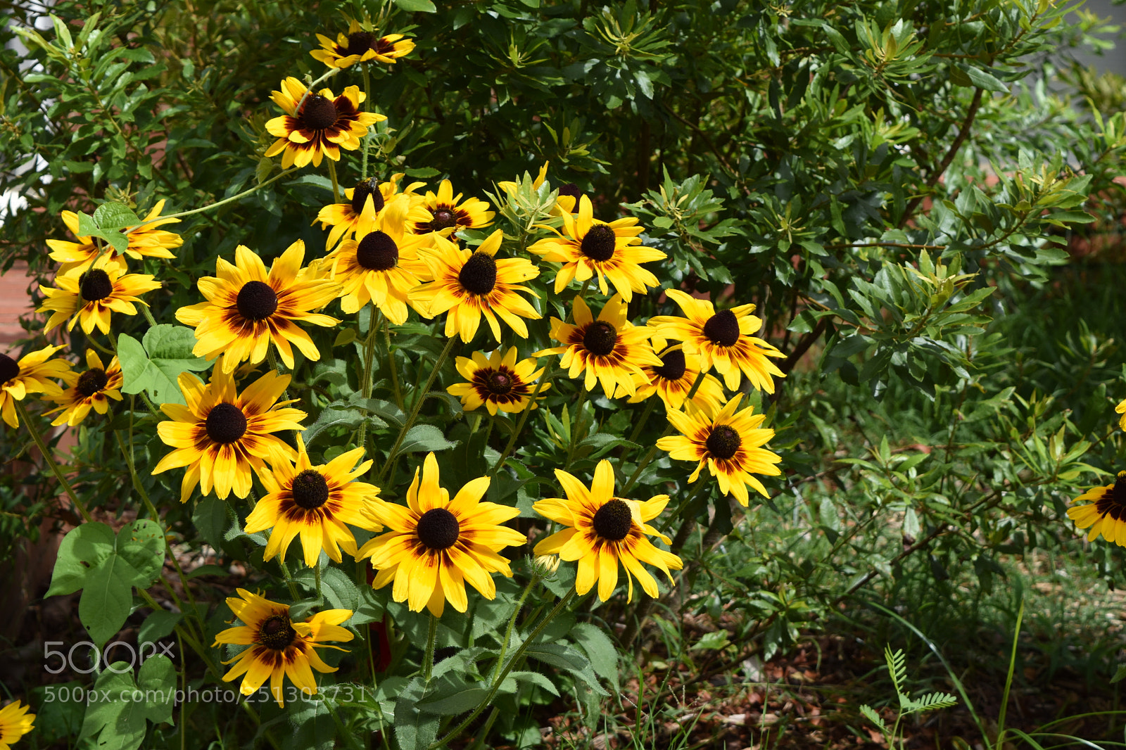 Nikon D5500 sample photo. Sunnies photography