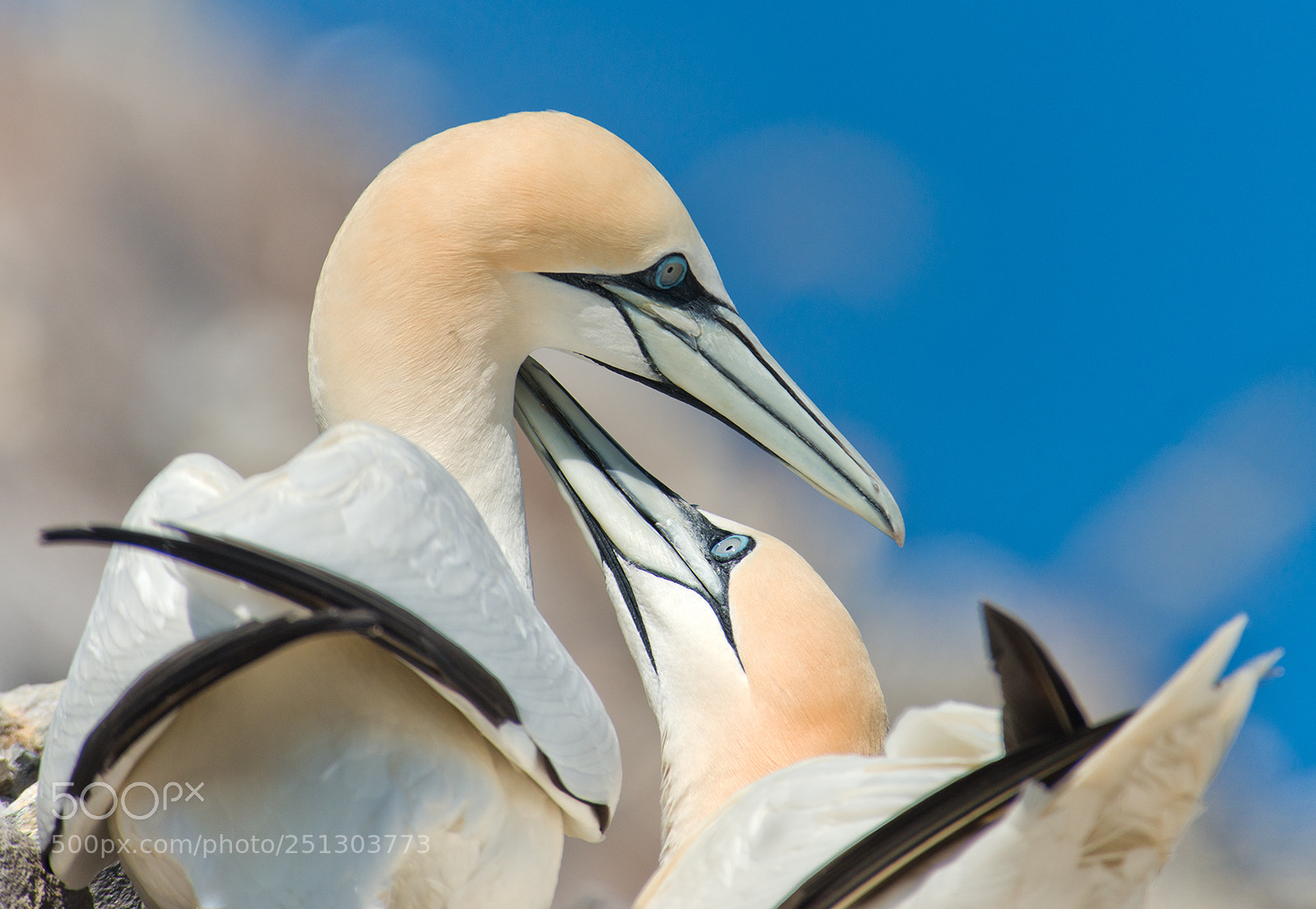 Nikon D800 sample photo. Gannet pair photography