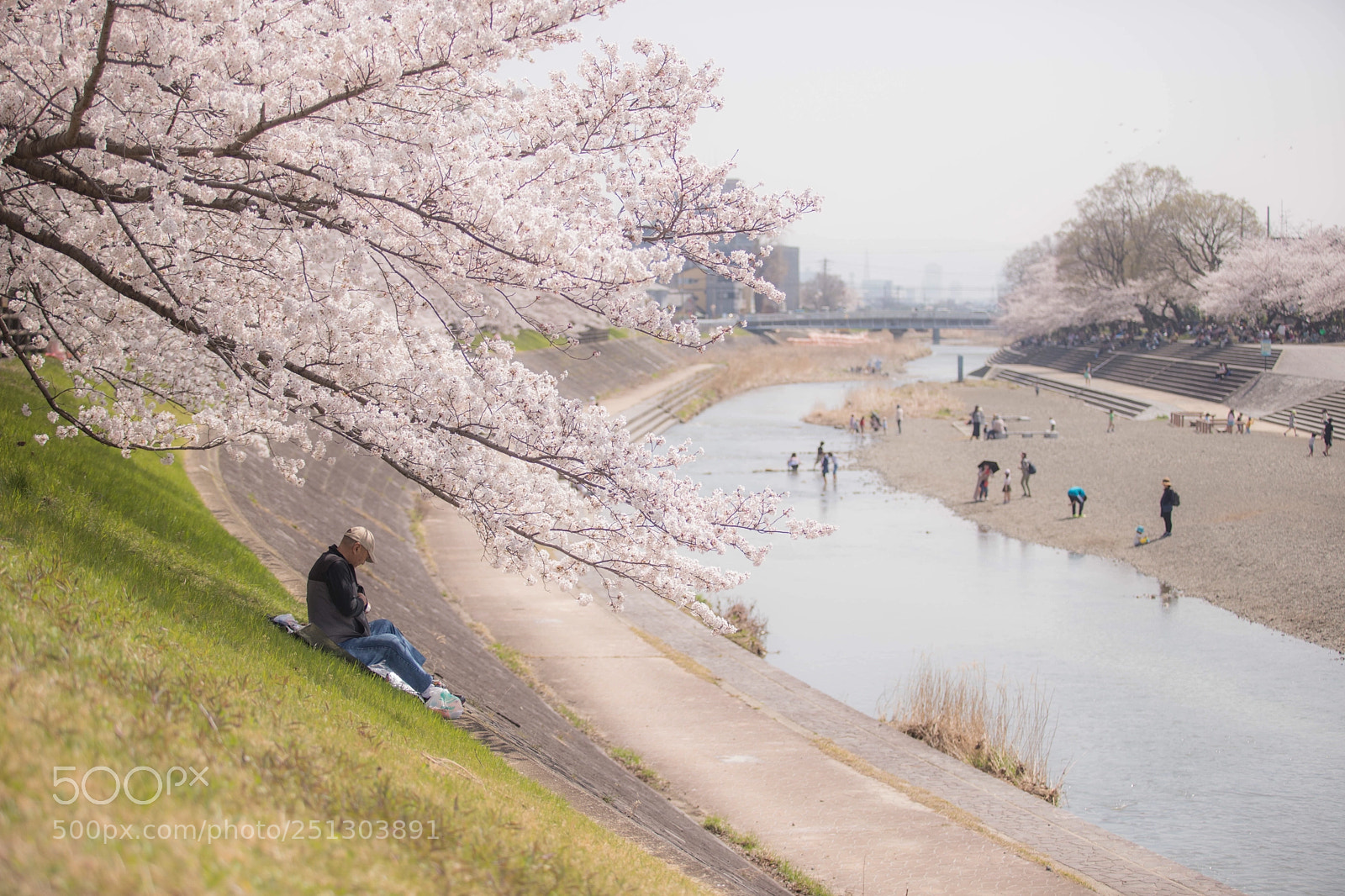 Canon EOS 6D Mark II sample photo. Cherryblossom photography