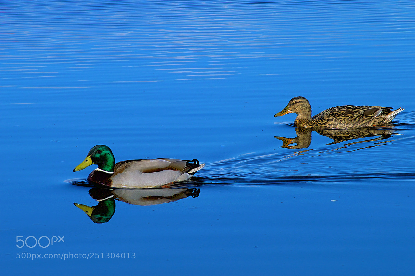 Nikon D3200 sample photo. Oxford island ducks photography