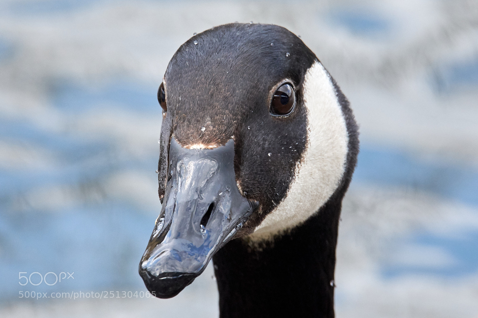 Nikon D7200 sample photo. Canada goose photography