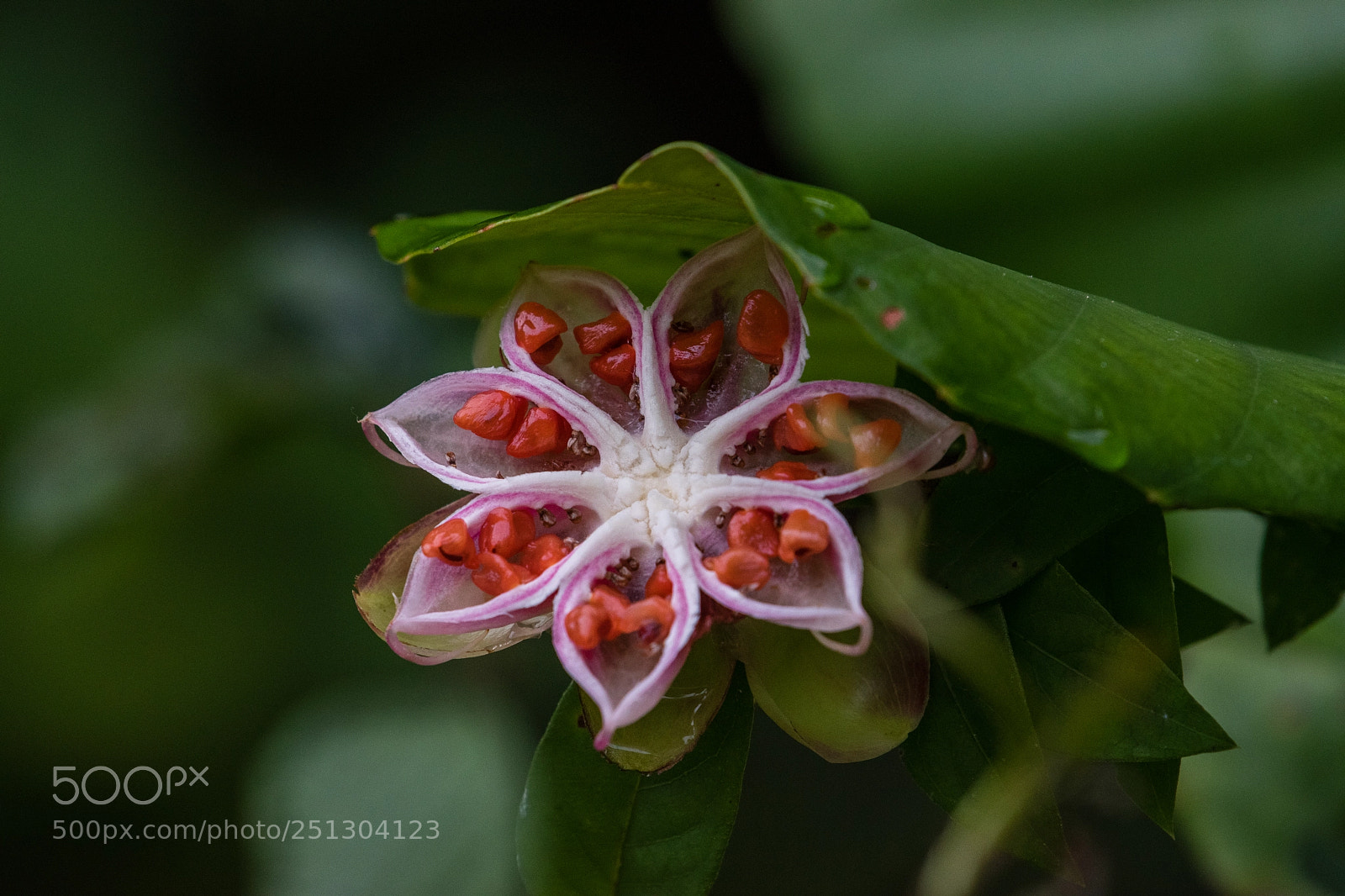 Nikon D5500 sample photo. Cross-sectioned star photography