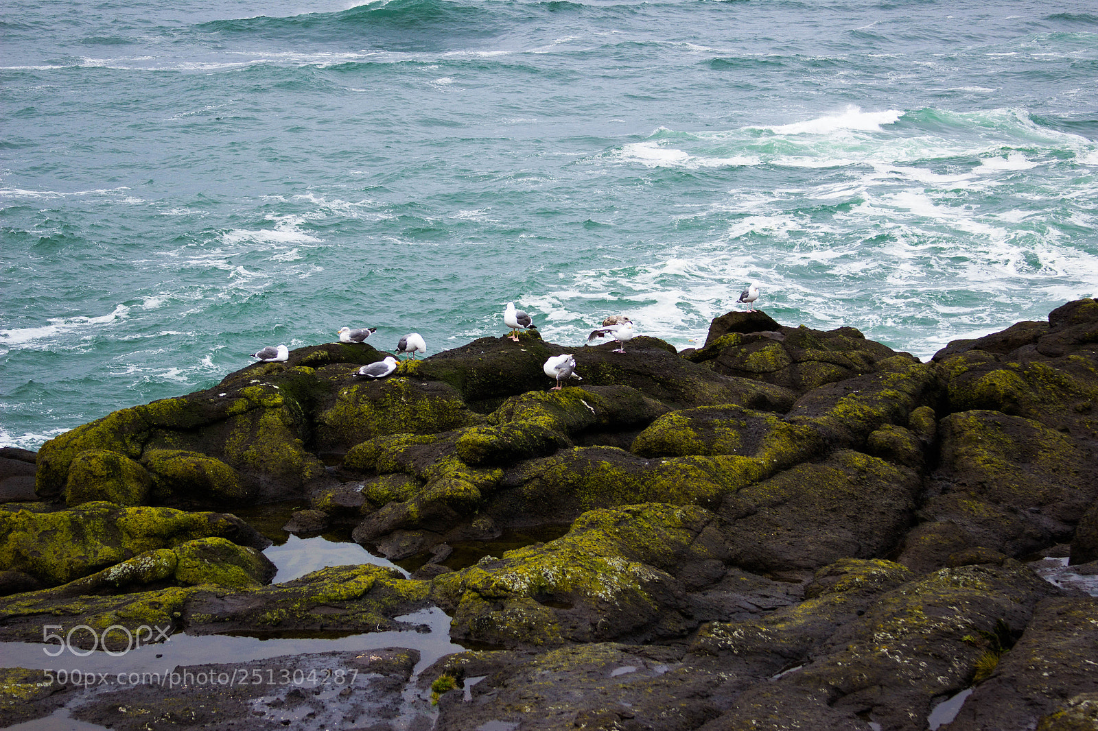 Canon EOS 600D (Rebel EOS T3i / EOS Kiss X5) sample photo. Birds on the coast photography