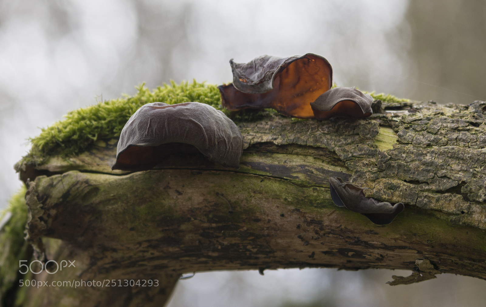 Nikon D7100 sample photo. Tree ear photography