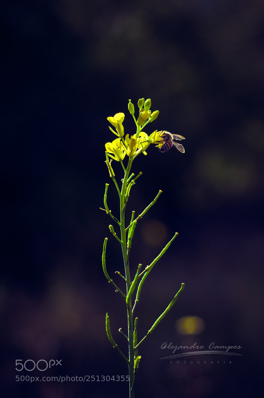Nikon D3200 sample photo. Working hard photography