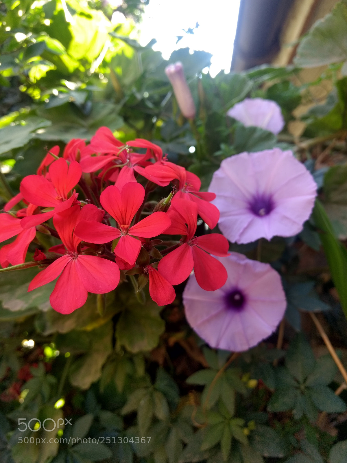 Motorola Moto Z Play sample photo. Untitled photography