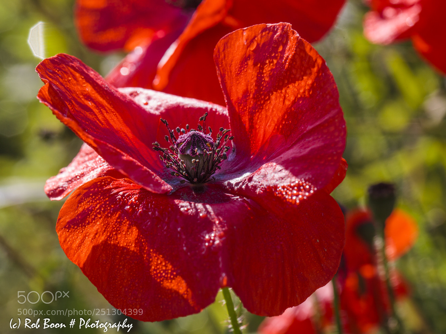 Canon EOS 5D Mark II sample photo. Poppy 2 photography