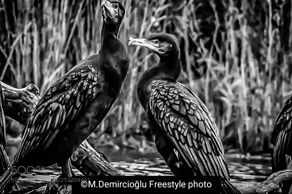 Nikon D5000 sample photo. Water bird.. photography