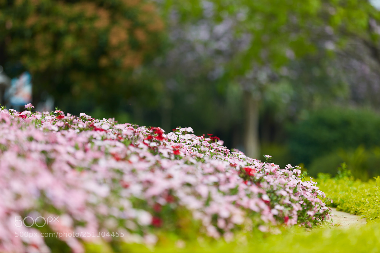 Canon EOS 5DS R sample photo. 春之绽放 photography