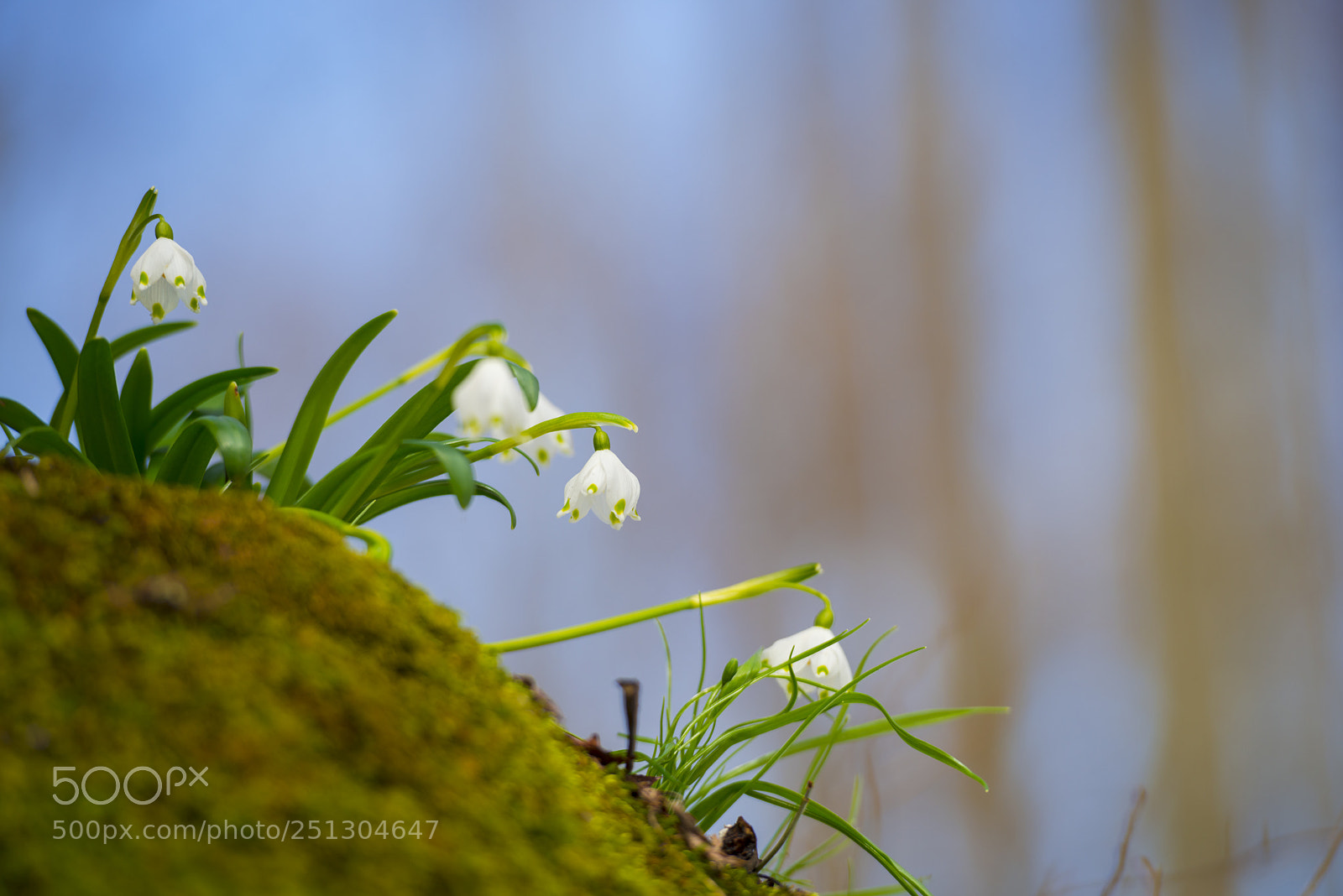 Nikon D800 sample photo. Snowdrops photography