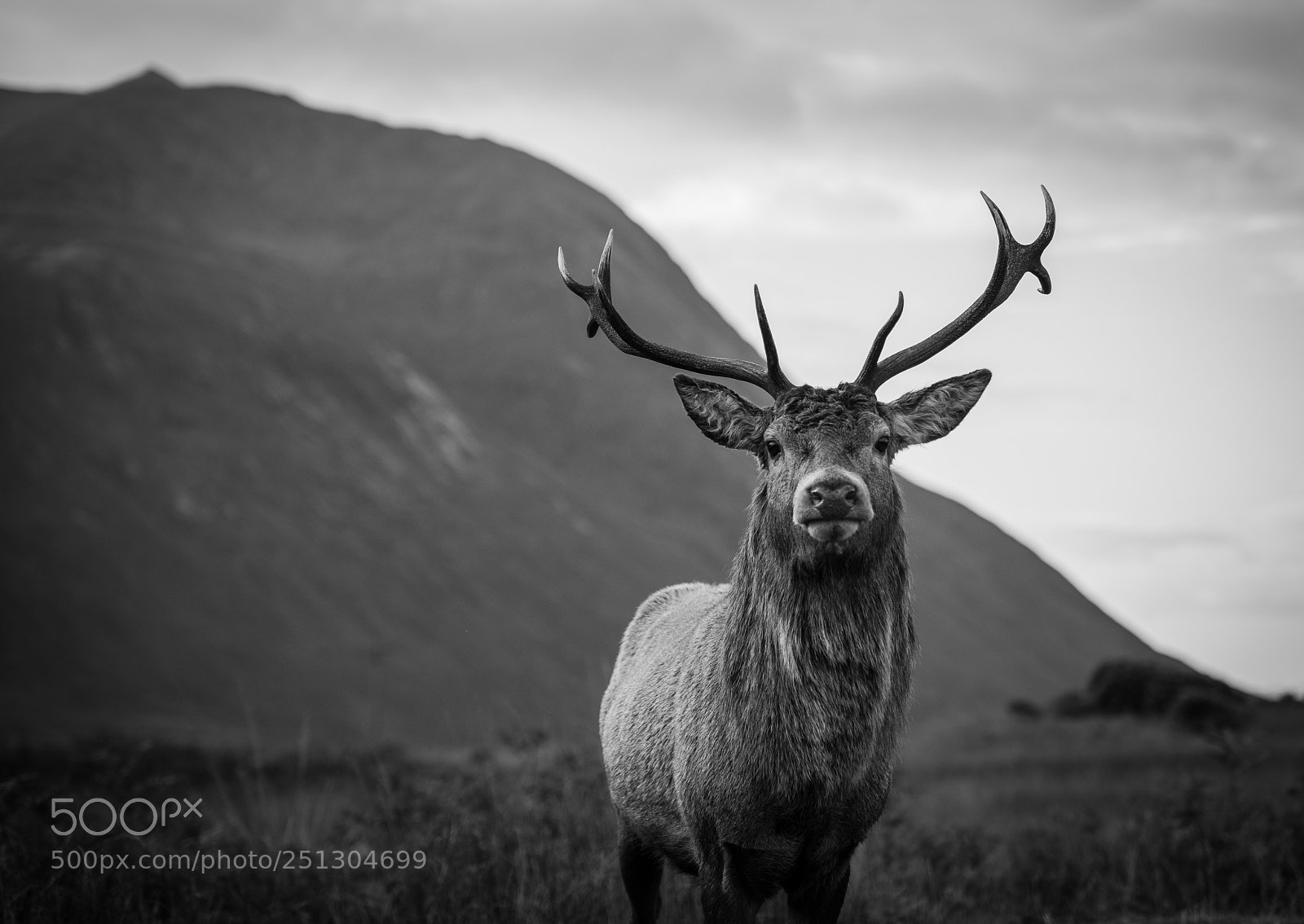 Nikon D810 sample photo. Dear stag photography