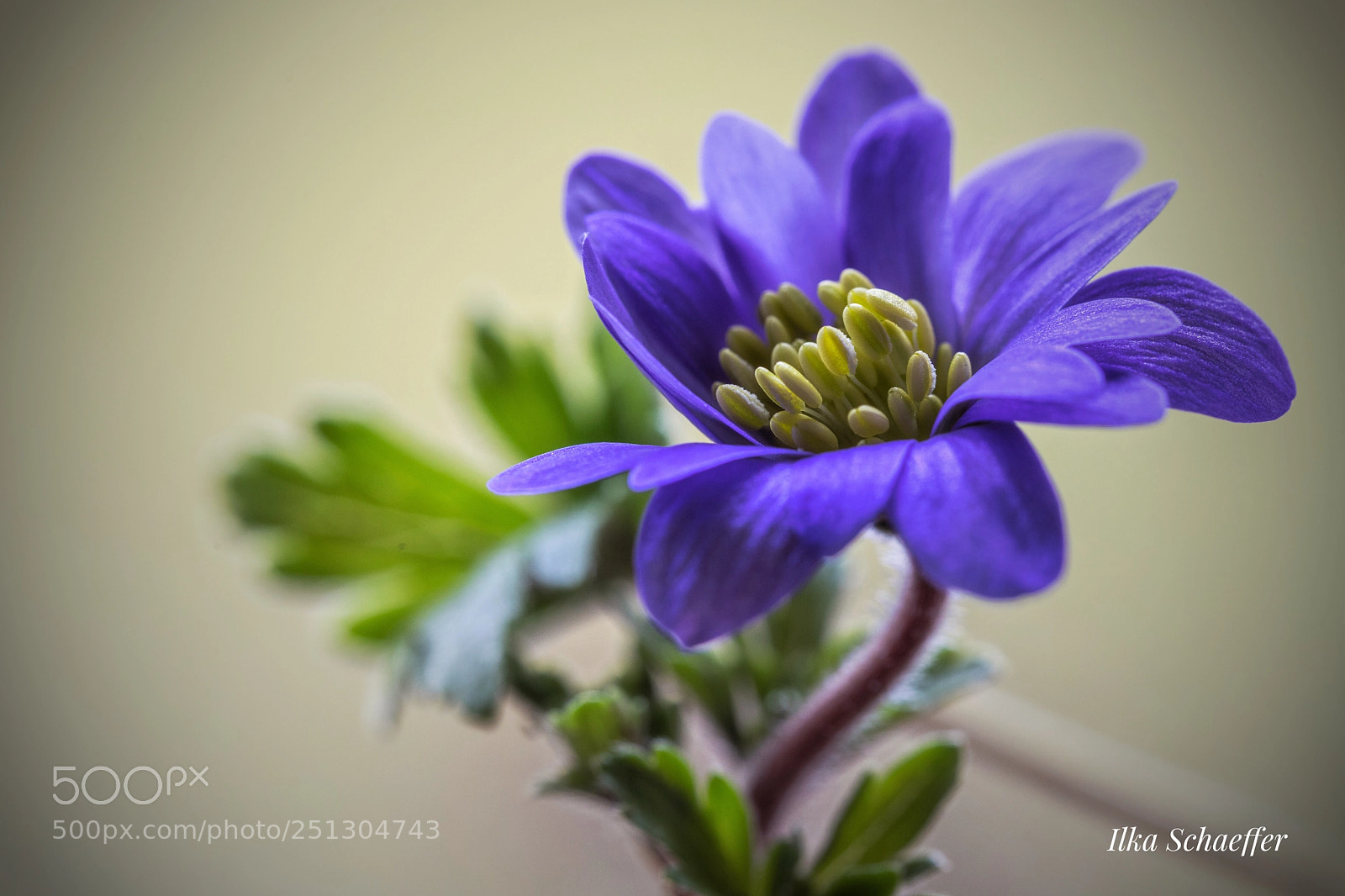 Canon EOS 5D Mark IV sample photo. Strahlenanemone photography