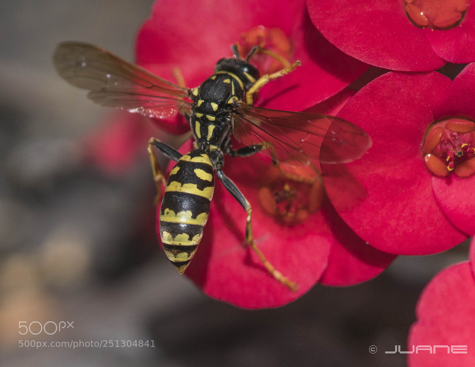 Sony a6300 sample photo. Vespula germanica (fabricius 1793) photography