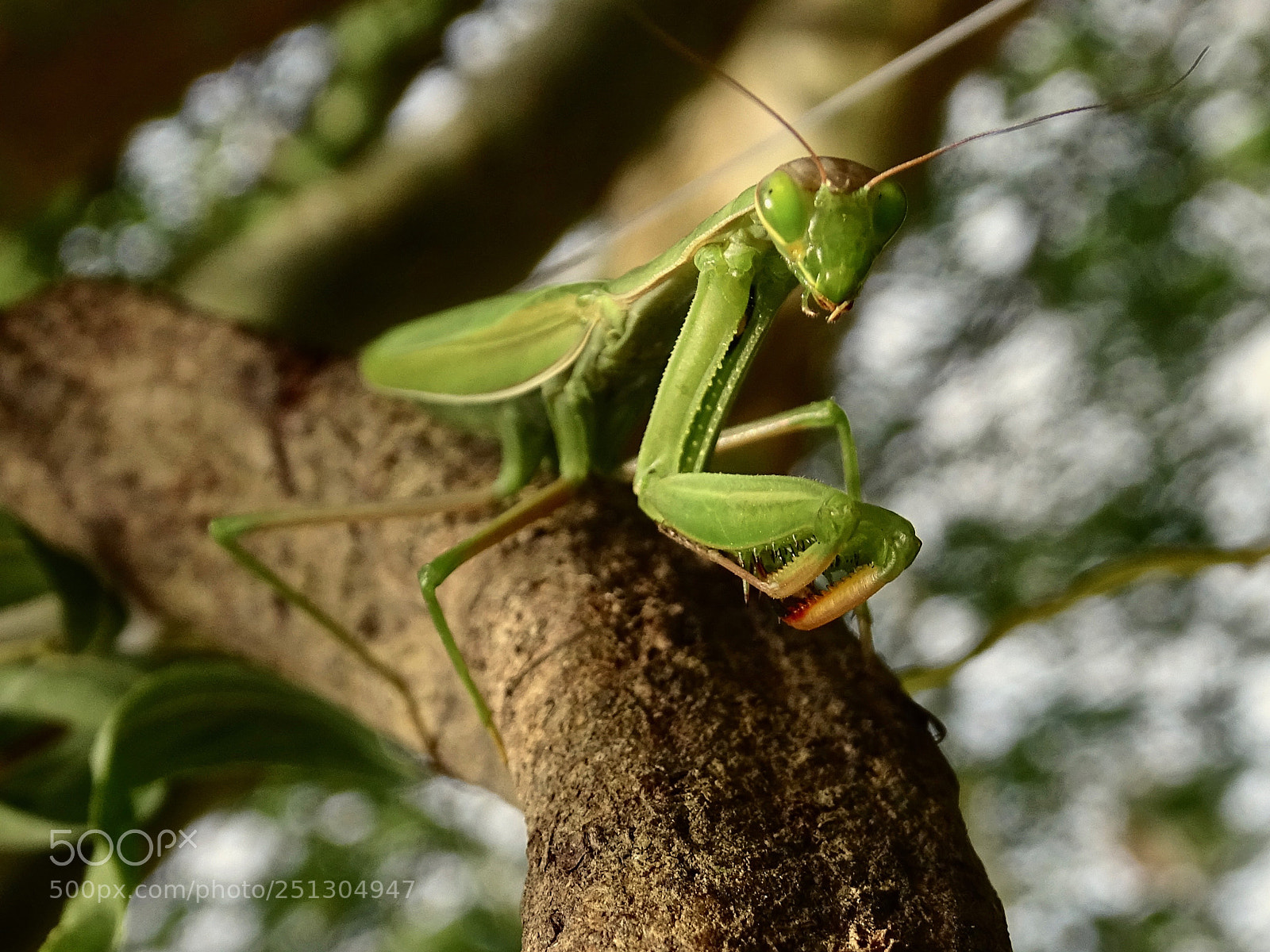 Sony Cyber-shot DSC-HX400V sample photo. Praying mantis photography