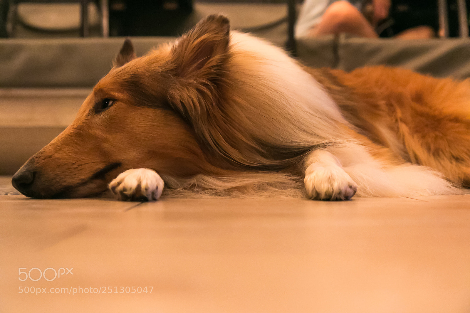 Canon EOS 70D sample photo. Collie, a lonely dog photography