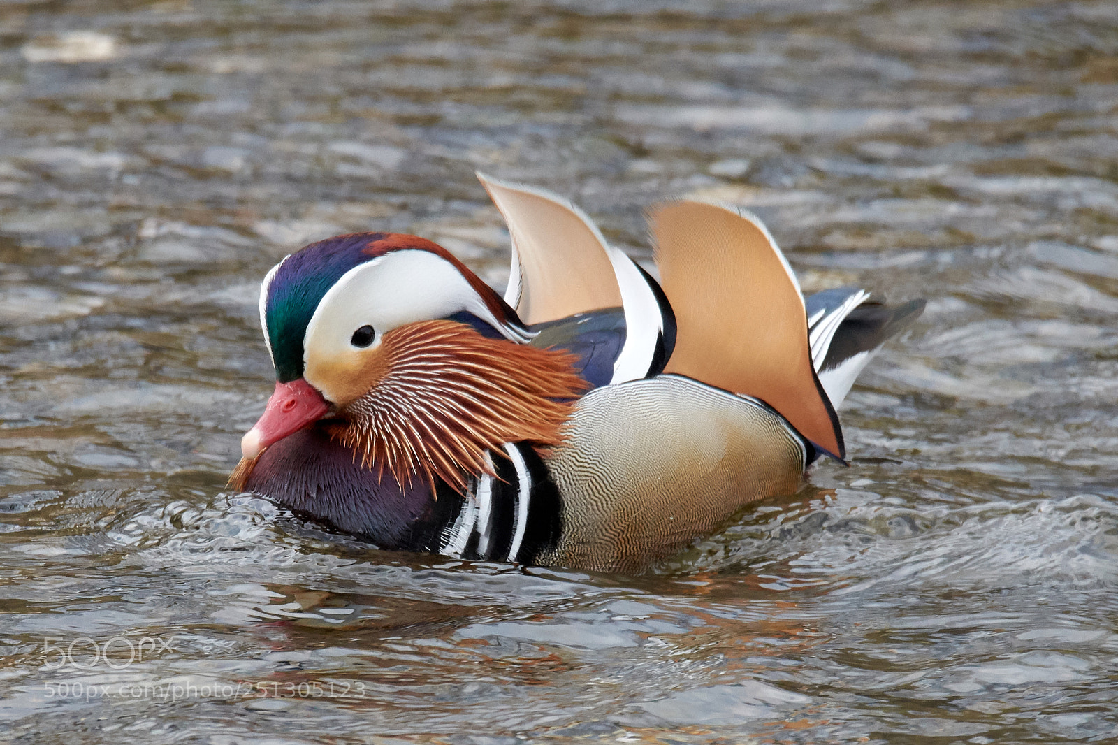 Nikon D7200 sample photo. Mandarin photography