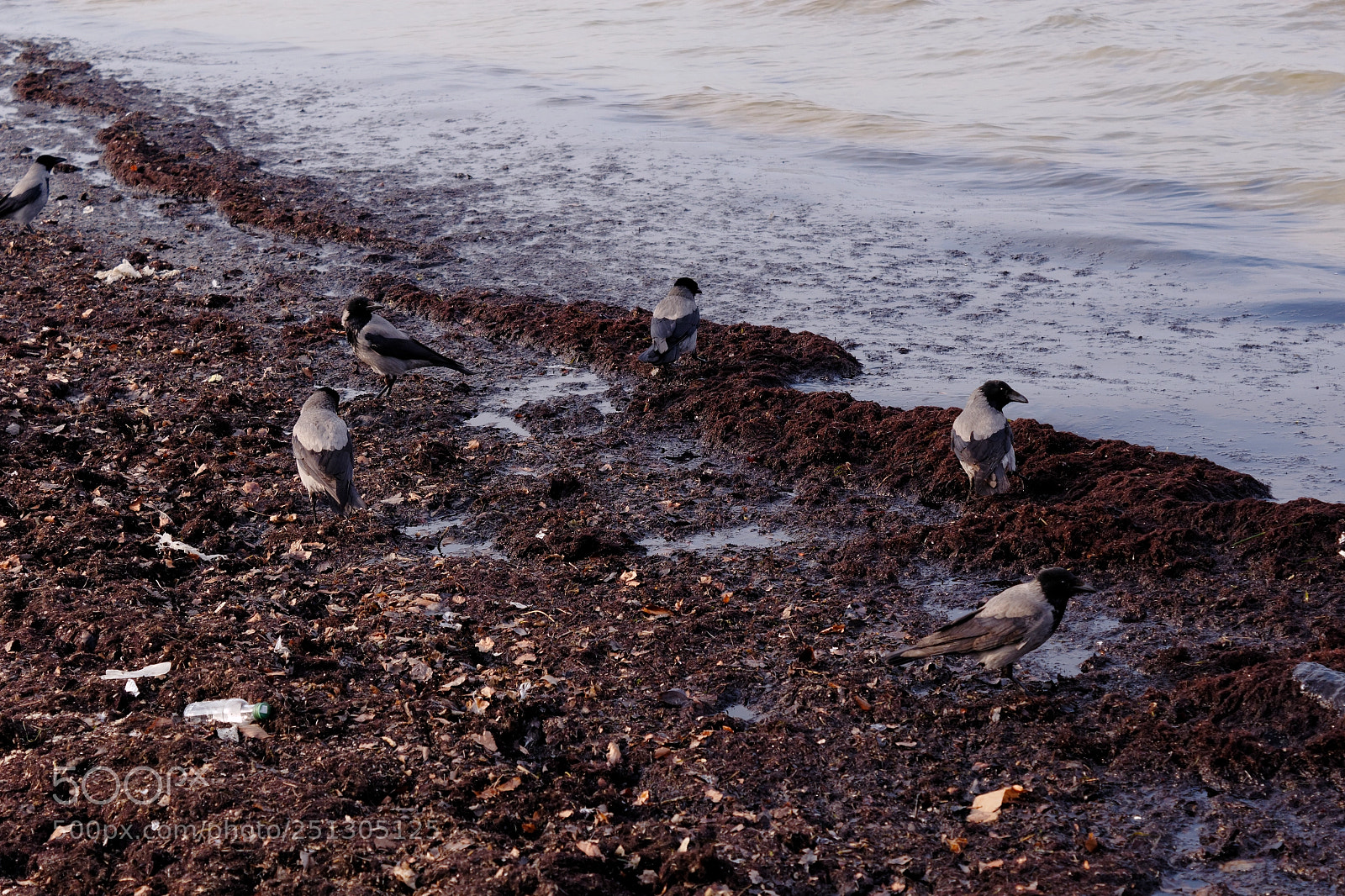 Canon EOS 1200D (EOS Rebel T5 / EOS Kiss X70 / EOS Hi) sample photo. Crows crows crows photography