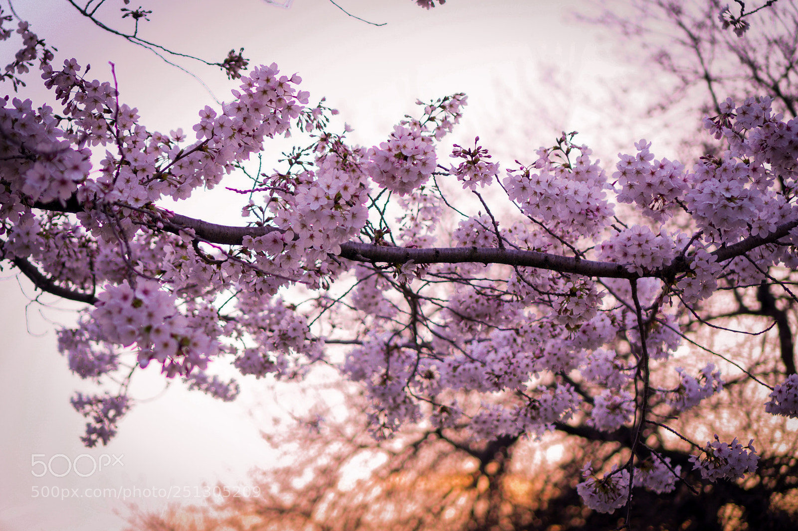 Sony a6000 sample photo. Petals of life photography