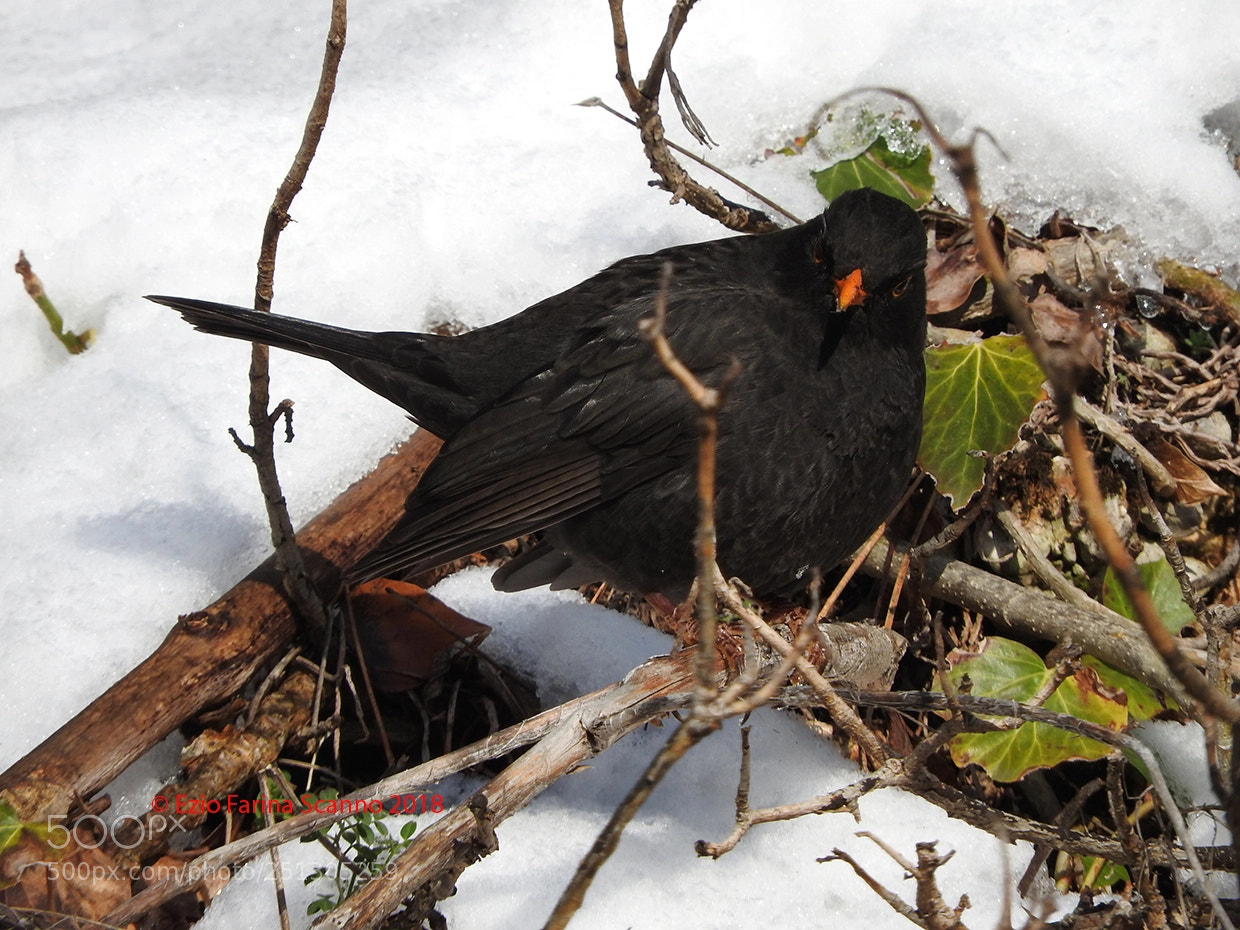Nikon Coolpix P610 sample photo. Merlo (turdus merula) photography