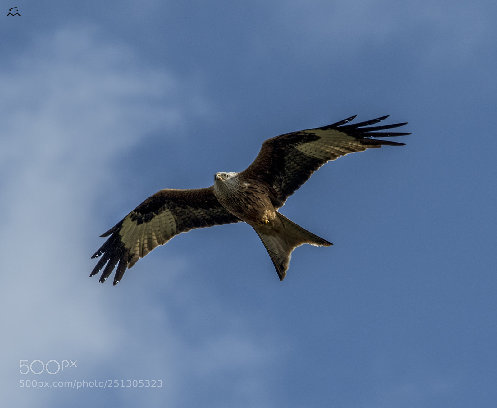Nikon D5 sample photo. Red kite - second photography