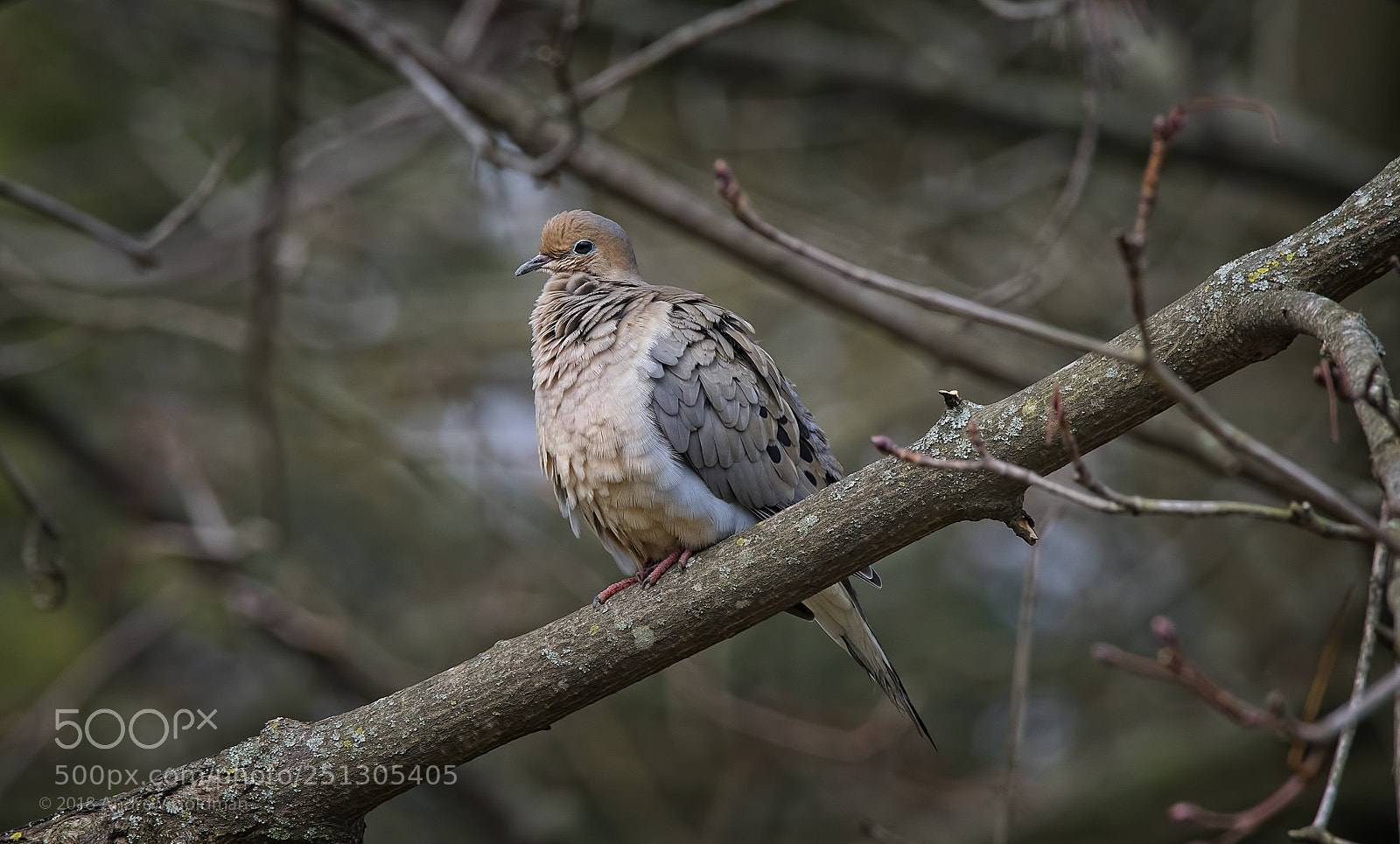 Nikon D500 sample photo. Dishevelled dove photography