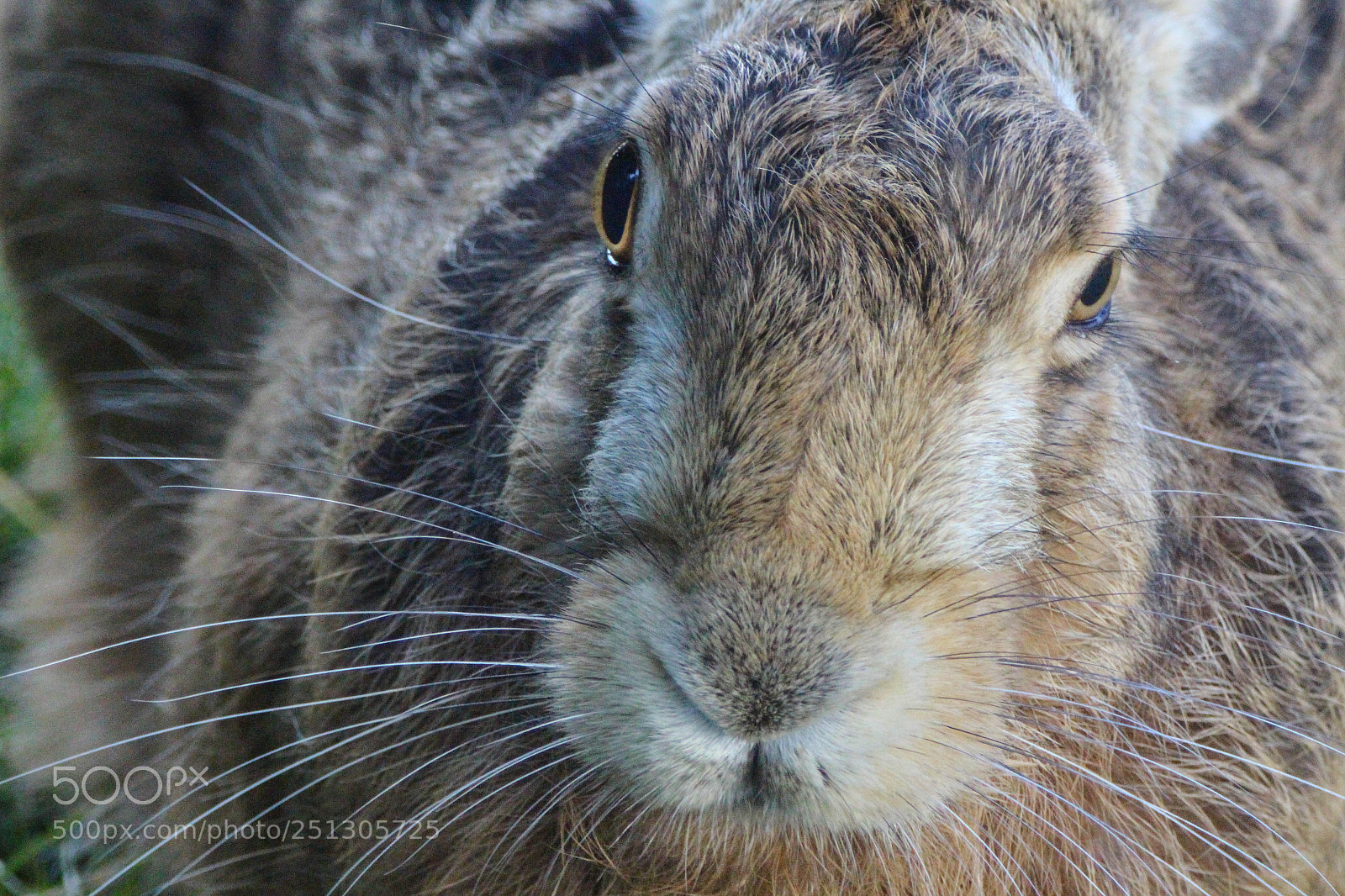 Canon EOS 700D (EOS Rebel T5i / EOS Kiss X7i) sample photo. Hare photography