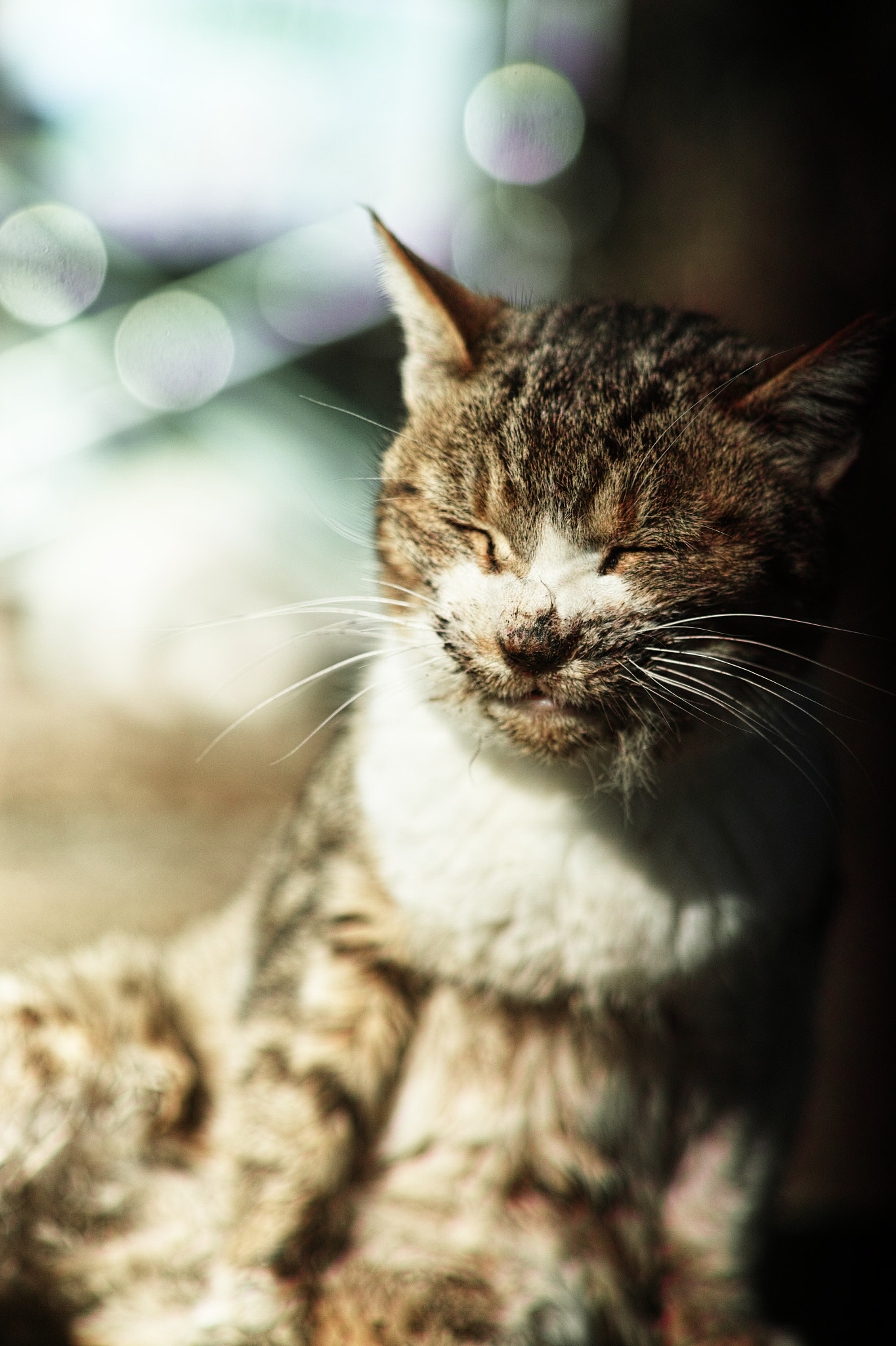 Sigma 85mm F1.4 EX DG HSM sample photo. Cat every day photography