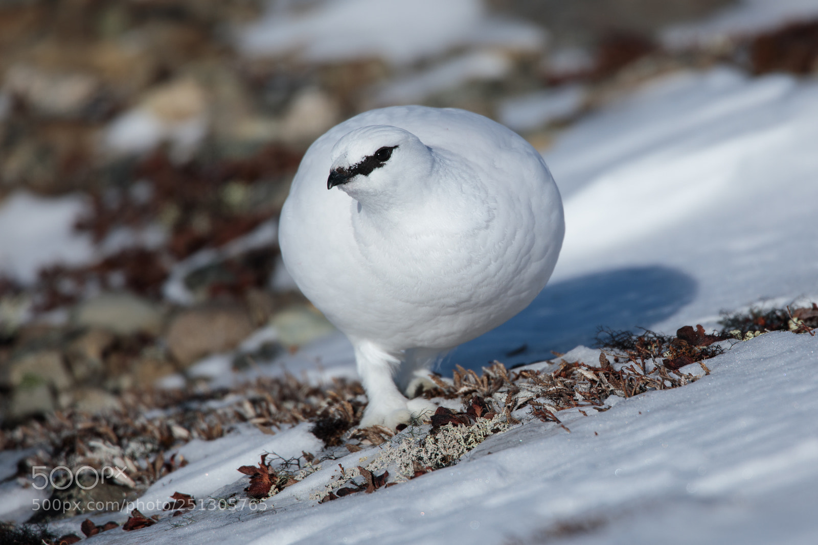Canon EOS 5D Mark IV sample photo. Rock ptarmigan photography
