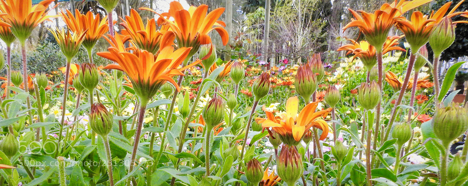 Nikon Coolpix P900 sample photo. Spring photography