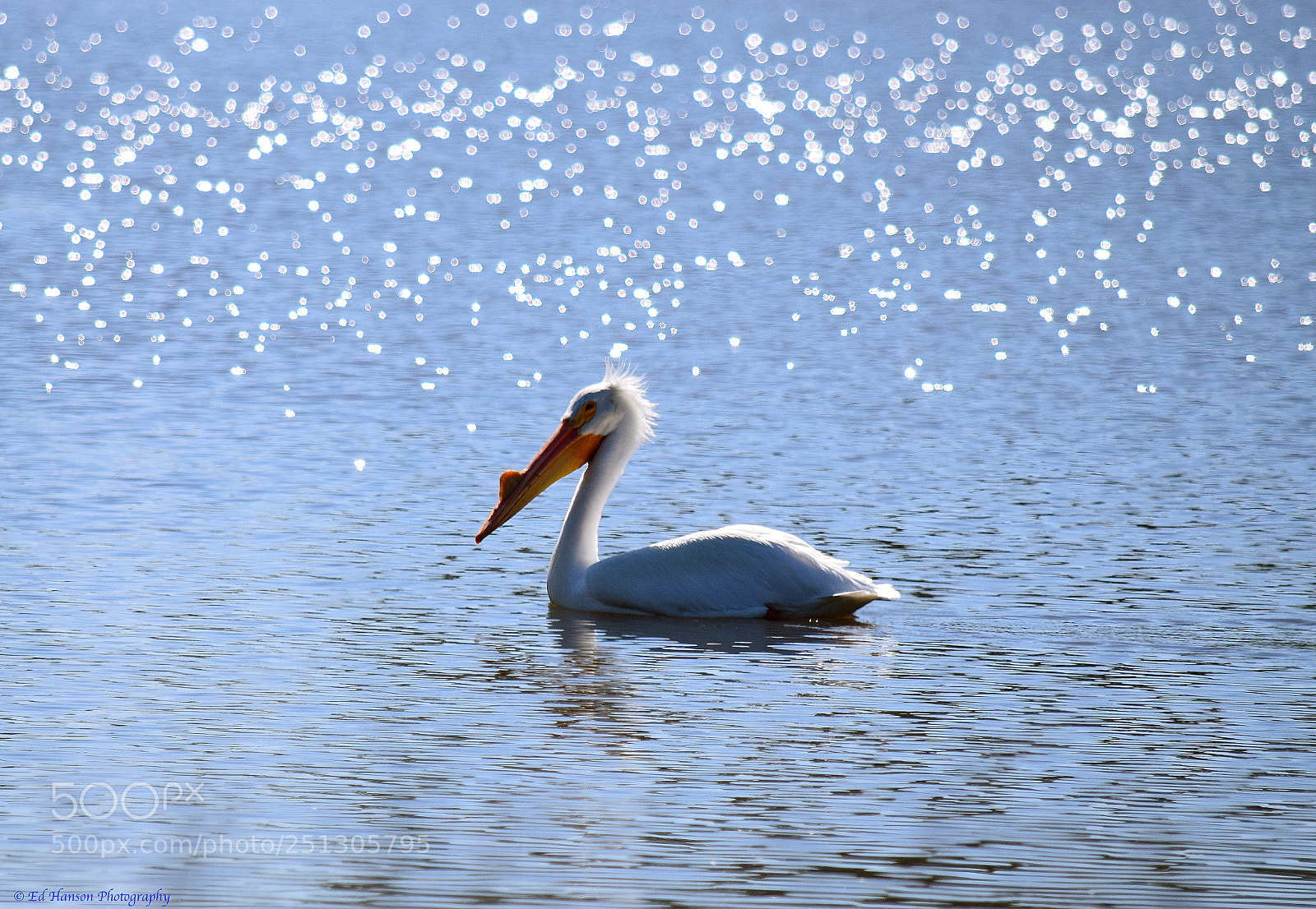 Nikon D3300 sample photo. Pelican in the pond photography