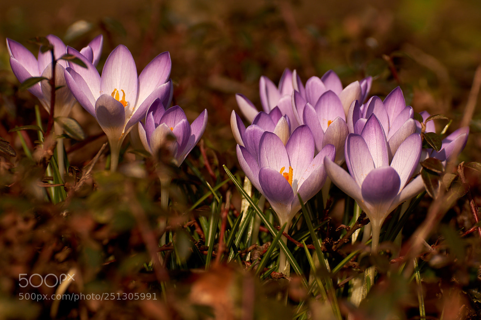 Sony SLT-A65 (SLT-A65V) sample photo. Blue crocus group photography