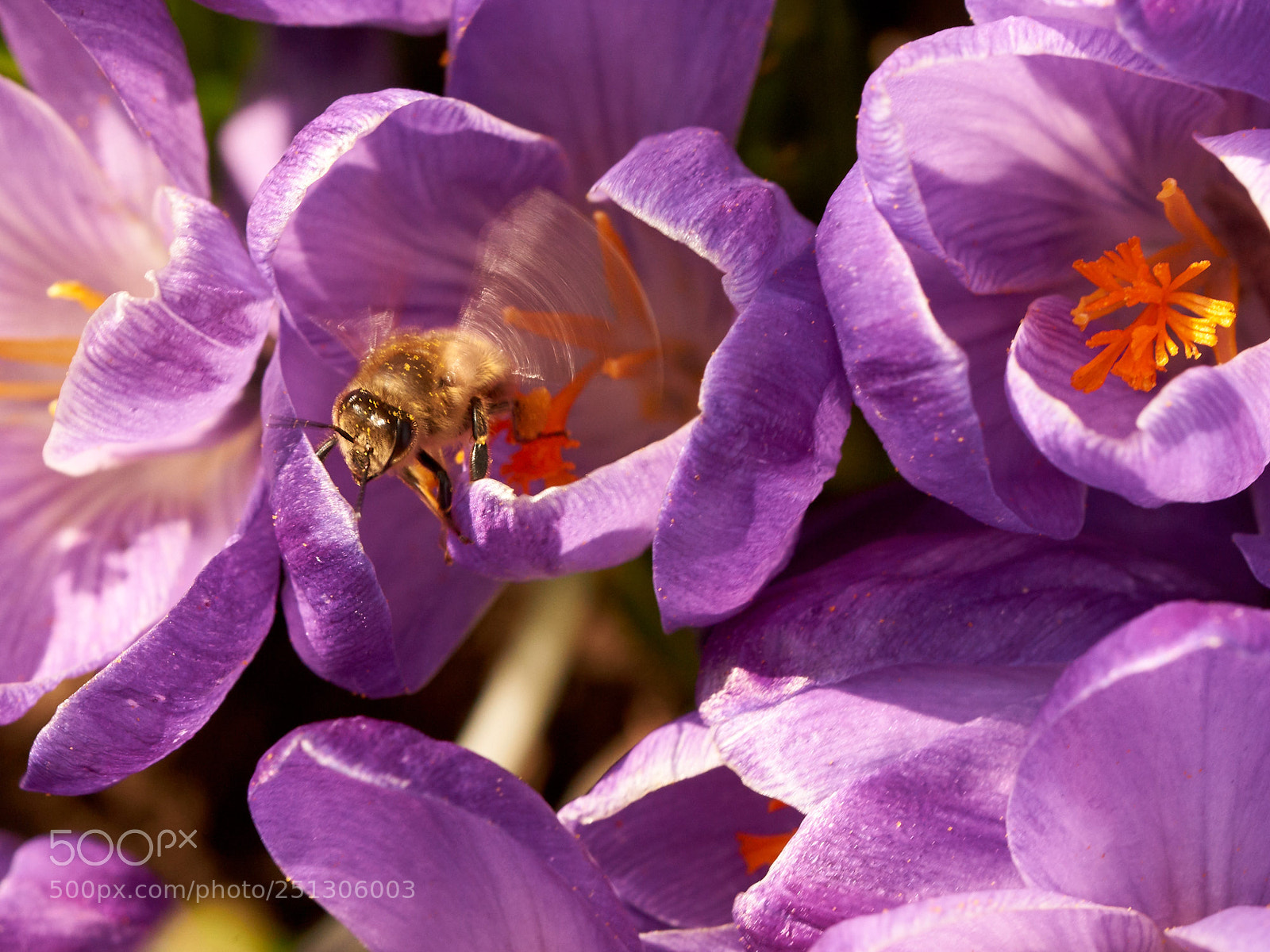 Sony SLT-A65 (SLT-A65V) sample photo. Delicious nectar photography