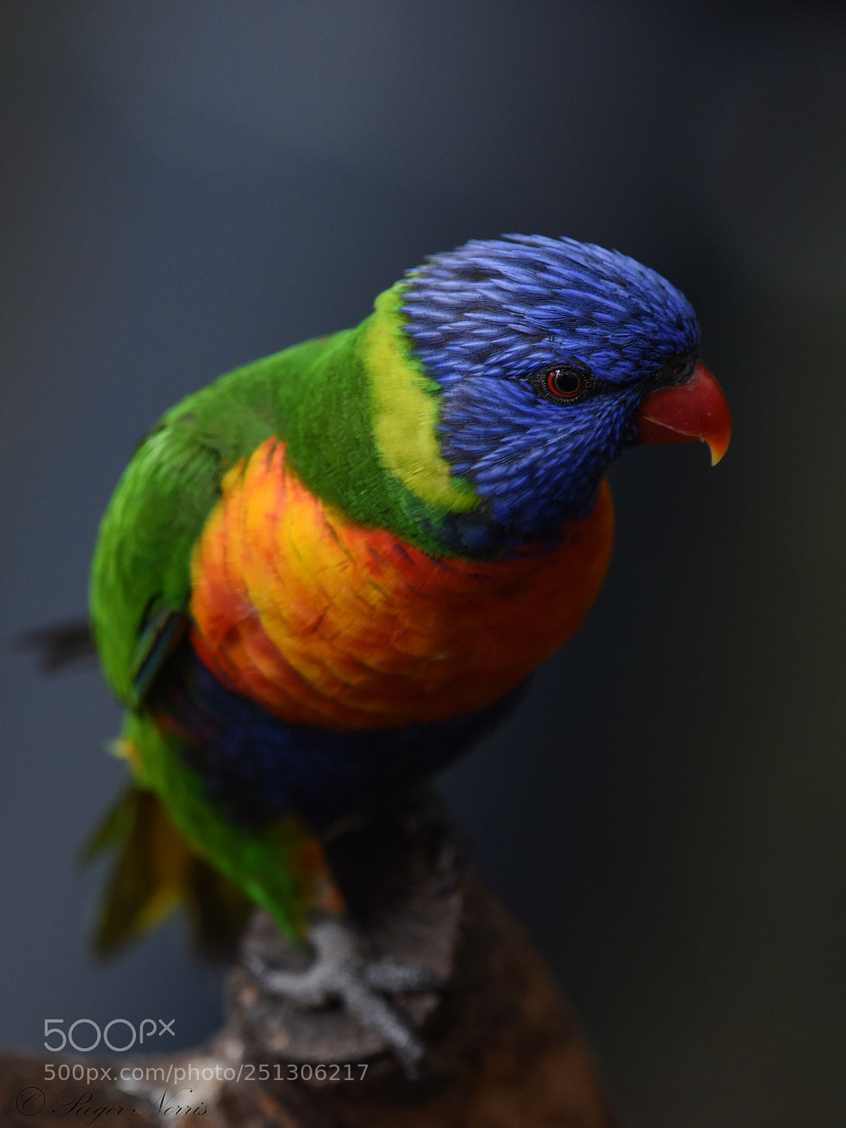 Nikon D810 sample photo. Rainbow lorikeet photography