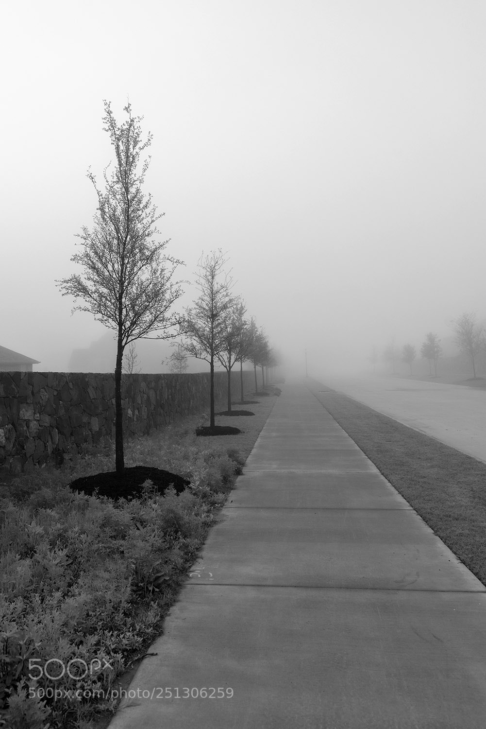 Nikon D810 sample photo. Early morning fog photography