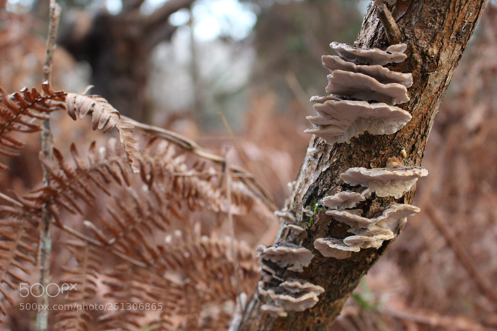 Canon EOS 100D (EOS Rebel SL1 / EOS Kiss X7) sample photo. Mushrooms on a tree photography