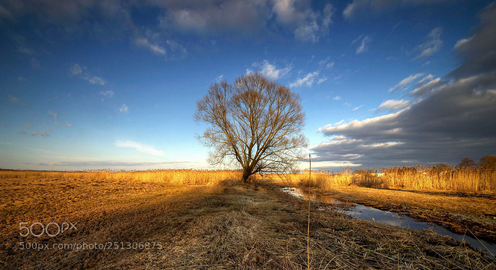 Pentax K-30 sample photo. A lone tree and photography